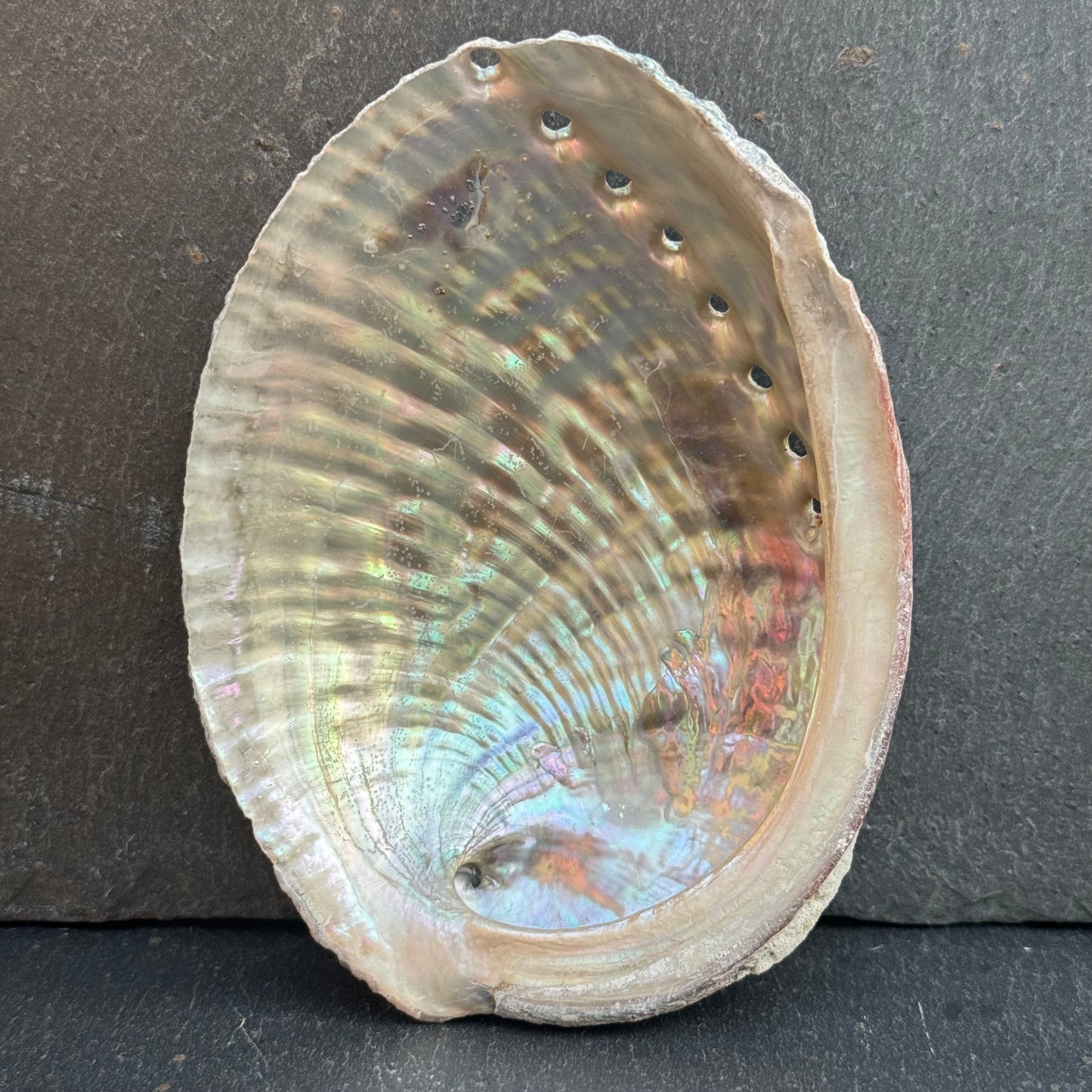 PETITE COQUILLE D’ORMEAU