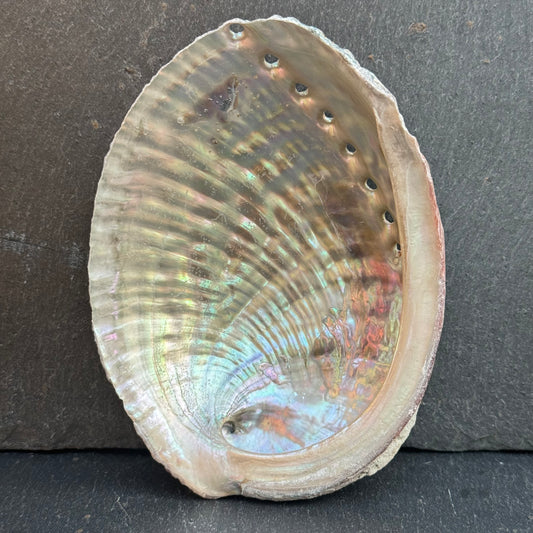 PETITE COQUILLE D’ORMEAU