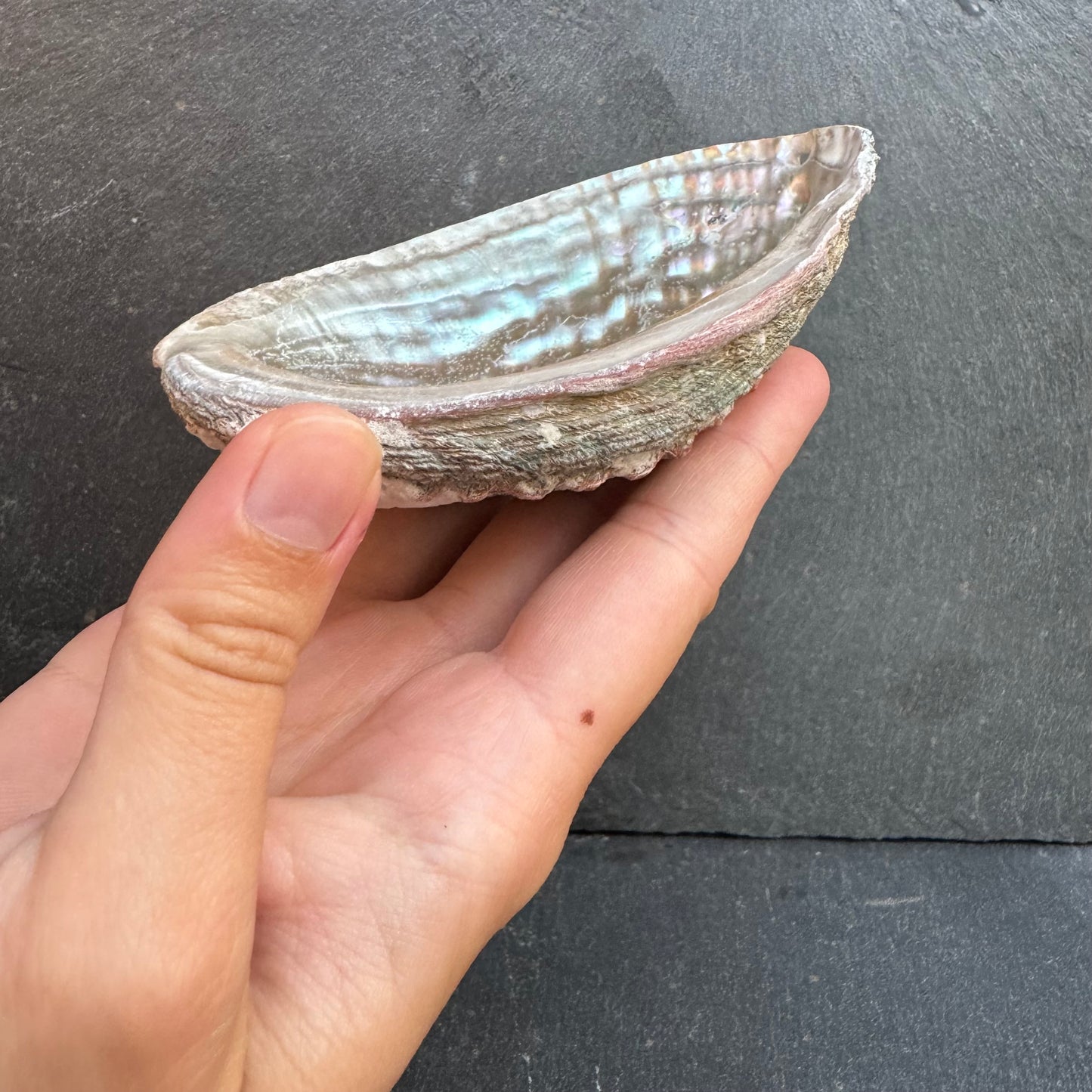 PETITE COQUILLE D’ORMEAU