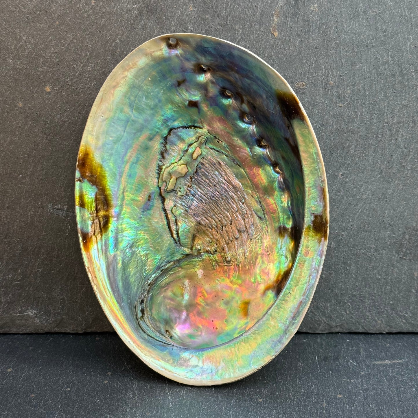 COQUILLE D’ORMEAU