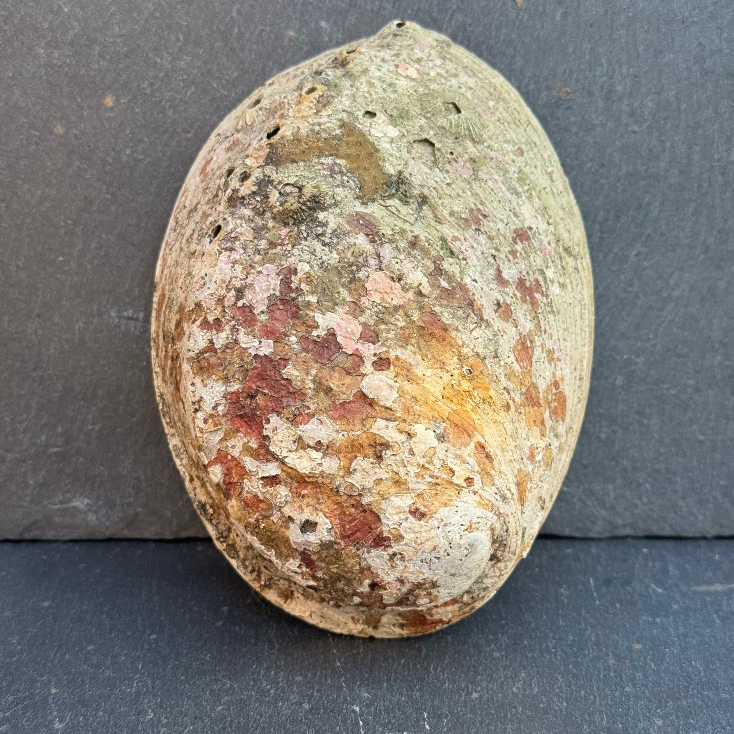 COQUILLE D’ORMEAU