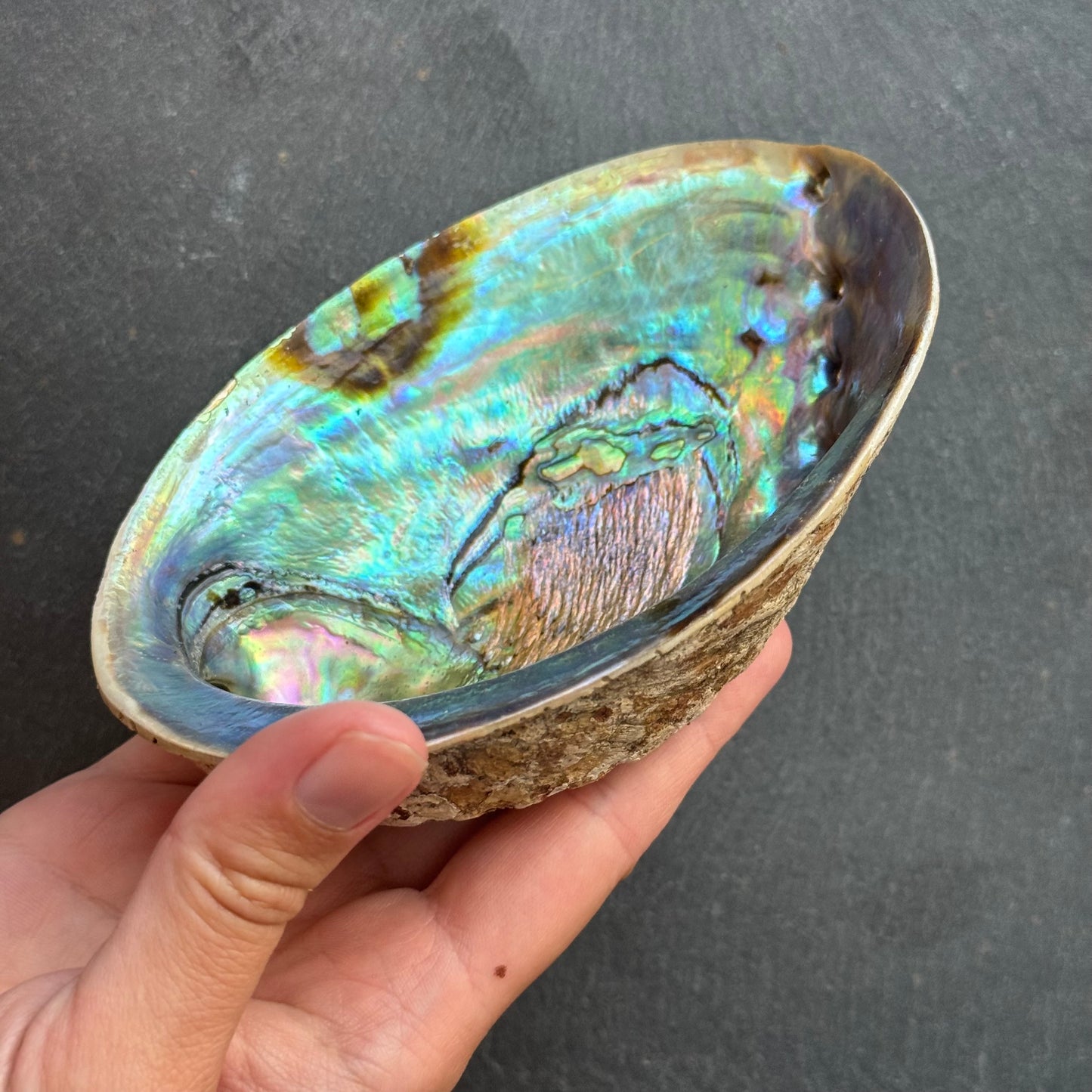 COQUILLE D’ORMEAU