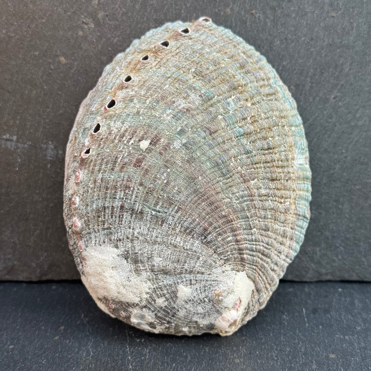 PETITE COQUILLE D’ORMEAU