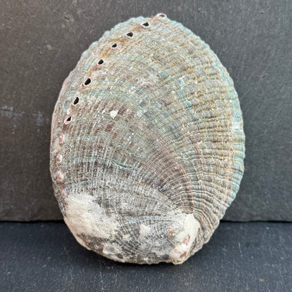 PETITE COQUILLE D’ORMEAU